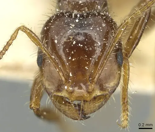 Solenopsis saevissima specimen CASENT0913929 image casent0913929_2