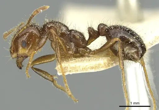 Solenopsis saevissima specimen CASENT0913929 image casent0913929_3