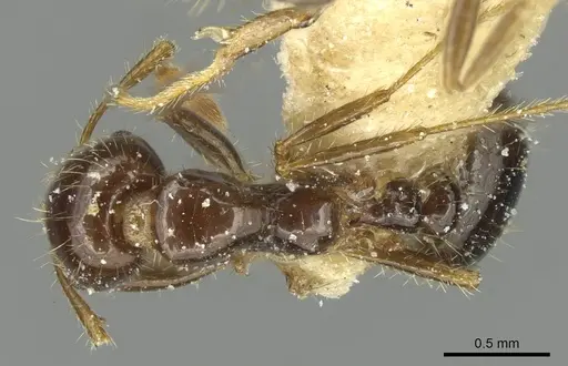 Solenopsis saevissima specimen CASENT0913930 image casent0913930_1