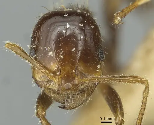 Solenopsis saevissima specimen CASENT0913930 image casent0913930_2