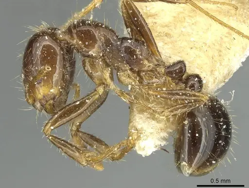 Solenopsis saevissima specimen CASENT0913930 image casent0913930_3