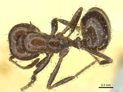 Solenopsis saevissima specimen CASENT0913931 image casent0913931_1