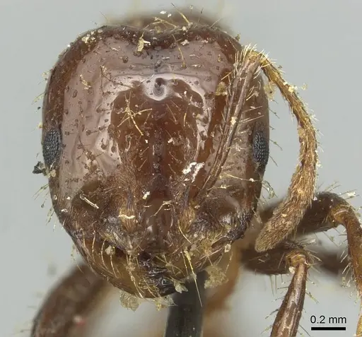 Solenopsis saevissima specimen CASENT0913931 image casent0913931_2
