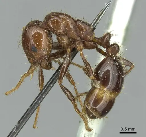 Solenopsis saevissima specimen CASENT0913931 image casent0913931_3