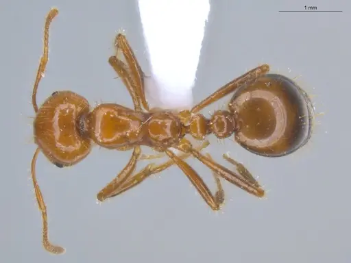 Solenopsis saevissima specimen ECOFOG-BOUM-0642-02 image ecofog-boum-0642-02_1
