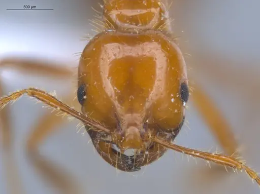 Solenopsis saevissima specimen ECOFOG-BOUM-0642-02 image ecofog-boum-0642-02_2