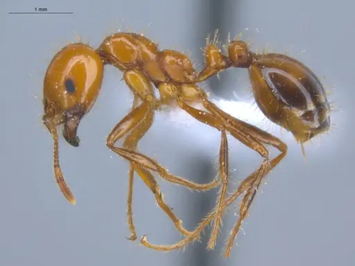 Solenopsis saevissima specimen ECOFOG-BOUM-0642-02 image ecofog-boum-0642-02_3