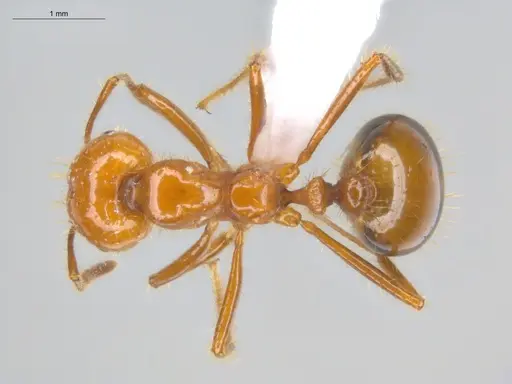 Solenopsis saevissima specimen ECOFOG-BOUM-0661-01-S image ecofog-boum-0661-01-s_1