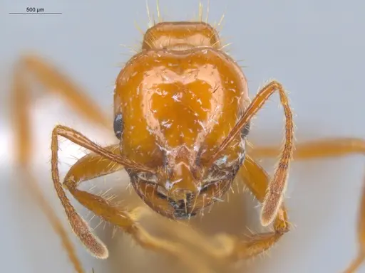 Solenopsis saevissima specimen ECOFOG-BOUM-0661-01-S image ecofog-boum-0661-01-s_2