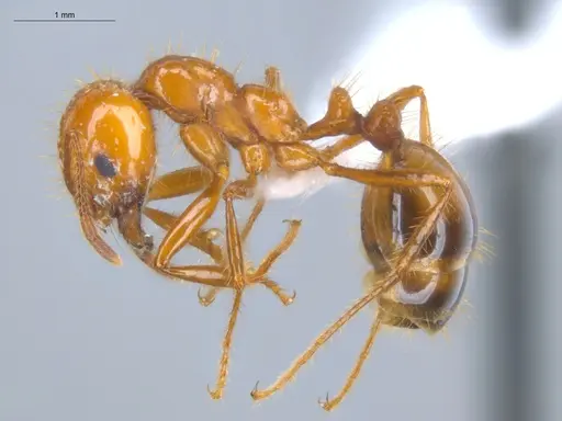 Solenopsis saevissima specimen ECOFOG-BOUM-0661-01-S image ecofog-boum-0661-01-s_3