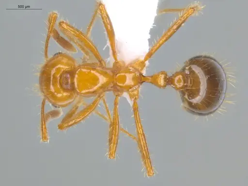 Solenopsis saevissima specimen ECOFOG-BOUM-0661-01 image ecofog-boum-0661-01_1
