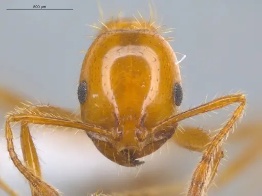Solenopsis saevissima specimen ECOFOG-BOUM-0661-01 image ecofog-boum-0661-01_2