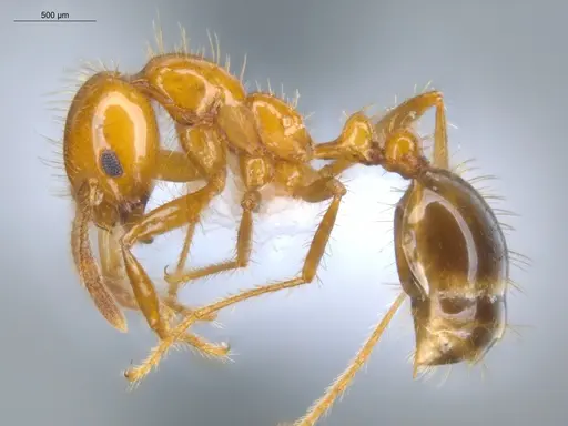 Solenopsis saevissima specimen ECOFOG-BOUM-0661-01 image ecofog-boum-0661-01_3