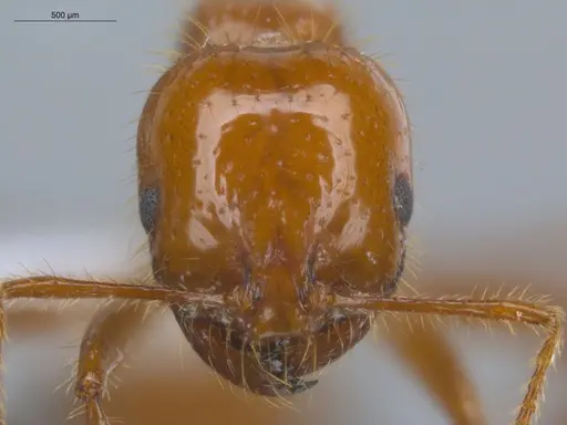 Solenopsis saevissima specimen ECOFOG-BUG-0893-01 image ecofog-bug-0893-01_2