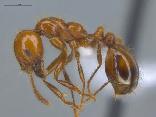 Solenopsis saevissima specimen ECOFOG-BUG-0893-01 image ecofog-bug-0893-01_3