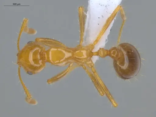 Solenopsis saevissima specimen ECOFOG-SAV18-0010-01 image ecofog-sav18-0010-01_1