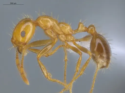 Solenopsis saevissima specimen ECOFOG-SAV18-0010-01 image ecofog-sav18-0010-01_3