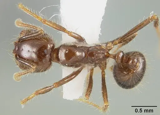 Solenopsis saevissima specimen USNMENT01124294 image usnment01124294_1