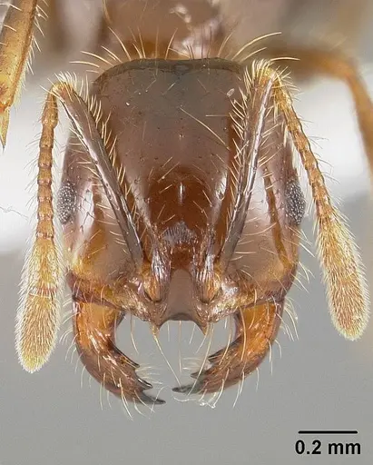 Solenopsis saevissima specimen USNMENT01124294 image usnment01124294_2