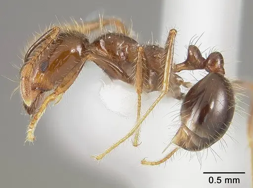 Solenopsis saevissima specimen USNMENT01124294 image usnment01124294_3