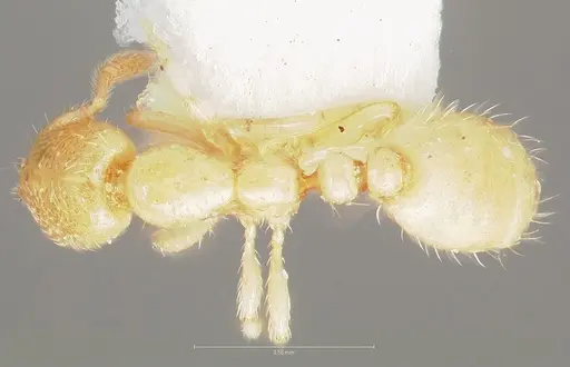 Solenopsis salina specimen CASENT0005937 image casent0005937_1