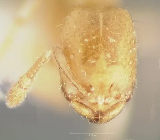 Solenopsis salina specimen CASENT0005937 image casent0005937_2