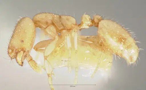 Solenopsis salina specimen CASENT0005937 image casent0005937_3