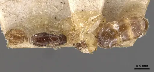Solenopsis santschii specimen CASENT0908873 image casent0908873_1