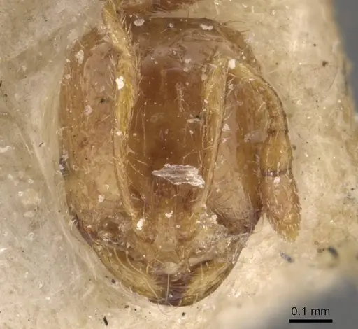 Solenopsis santschii specimen CASENT0908873 image casent0908873_2