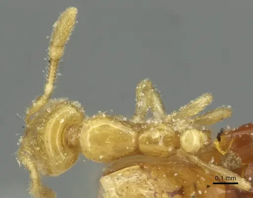 Solenopsis santschii specimen CASENT0913932 image casent0913932_1
