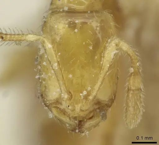 Solenopsis santschii specimen CASENT0913932 image casent0913932_2