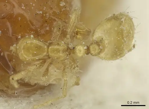 Solenopsis santschii specimen CASENT0913933 image casent0913933_1