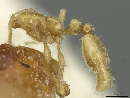 Solenopsis santschii specimen CASENT0913933 image casent0913933_2
