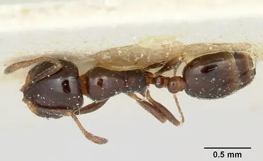 Solenopsis schilleri specimen CASENT0103213 image casent0103213_1