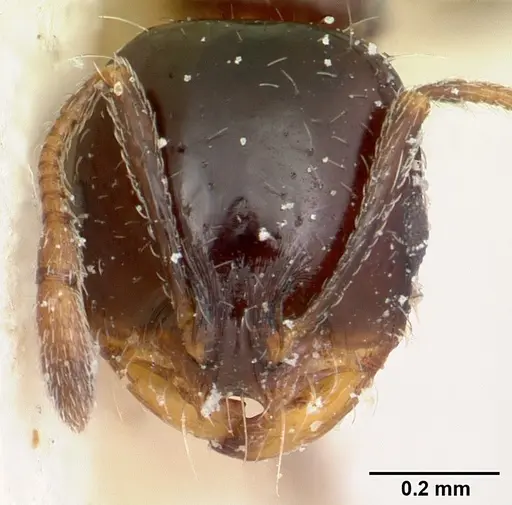 Solenopsis schilleri specimen CASENT0103213 image casent0103213_2