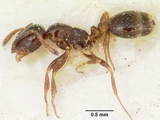 Solenopsis schilleri specimen CASENT0103213 image casent0103213_3
