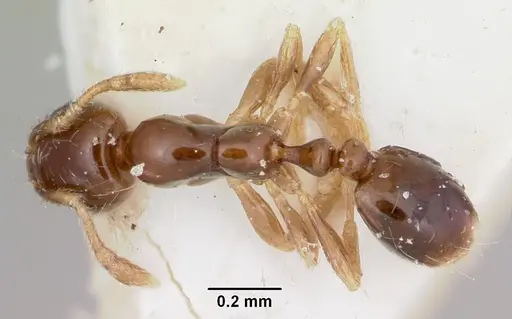 Solenopsis seychellensis specimen CASENT0101220 image casent0101220_1