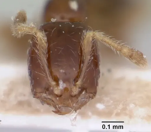 Solenopsis seychellensis specimen CASENT0101220 image casent0101220_2