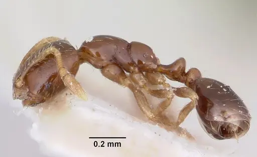 Solenopsis seychellensis specimen CASENT0101220 image casent0101220_3