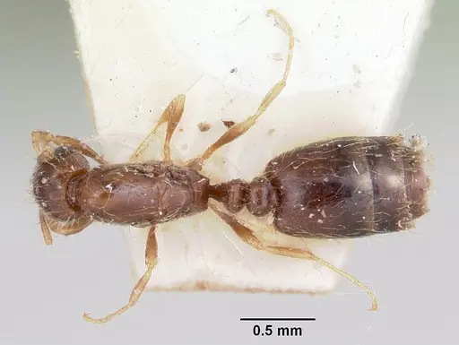 Solenopsis seychellensis specimen CASENT0101221 image casent0101221_1