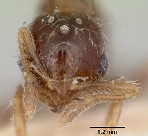 Solenopsis seychellensis specimen CASENT0101221 image casent0101221_2