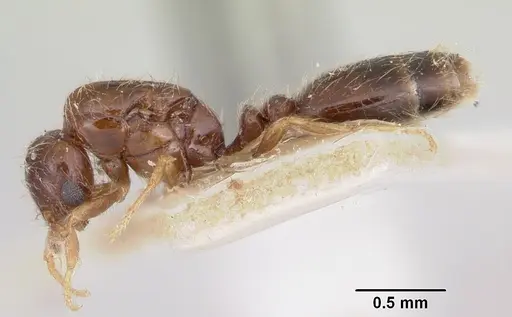 Solenopsis seychellensis specimen CASENT0101221 image casent0101221_3