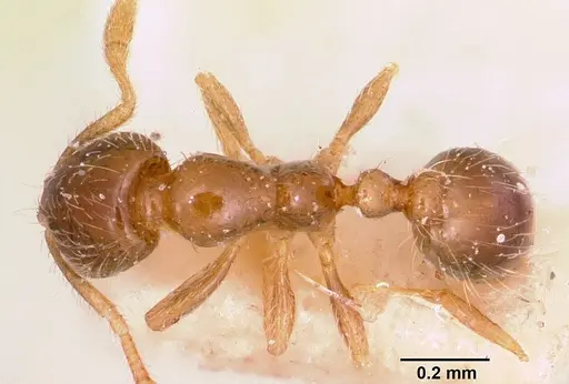 Solenopsis seychellensis specimen CASENT0101232 image casent0101232_1