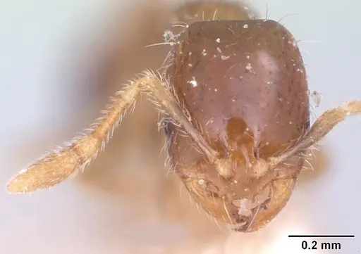 Solenopsis seychellensis specimen CASENT0101232 image casent0101232_2