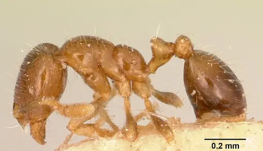 Solenopsis seychellensis specimen CASENT0101232 image casent0101232_3