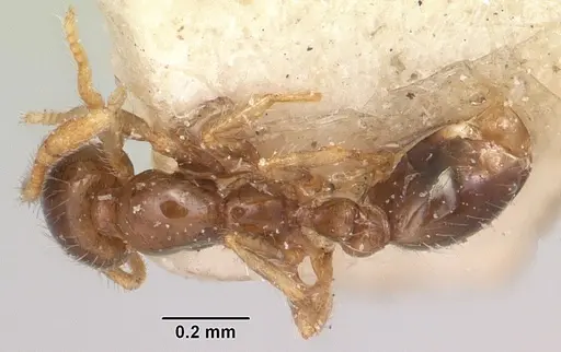Solenopsis seychellensis specimen CASENT0101233 image casent0101233_1