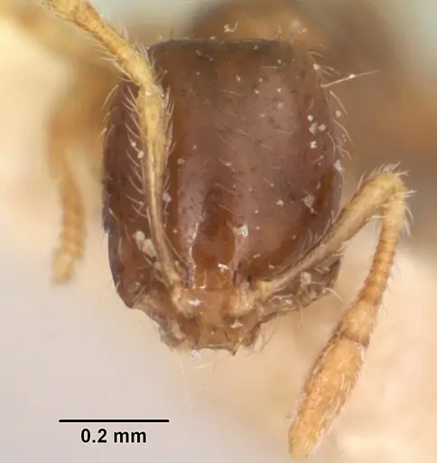 Solenopsis seychellensis specimen CASENT0101233 image casent0101233_2