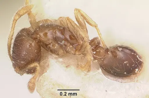Solenopsis seychellensis specimen CASENT0101233 image casent0101233_3