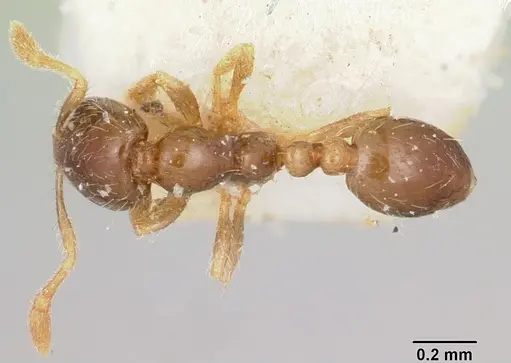 Solenopsis seychellensis specimen CASENT0101234 image casent0101234_1