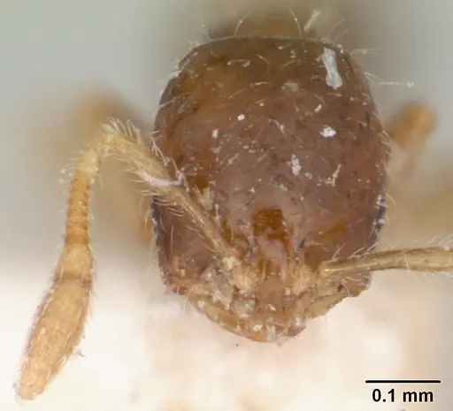 Solenopsis seychellensis specimen CASENT0101234 image casent0101234_2